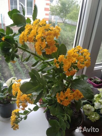 Комнатные цветы каланхоэ