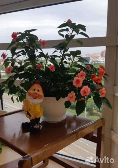 Бальзамин махровый