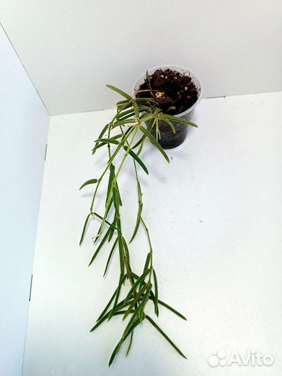 Хойи сортовые