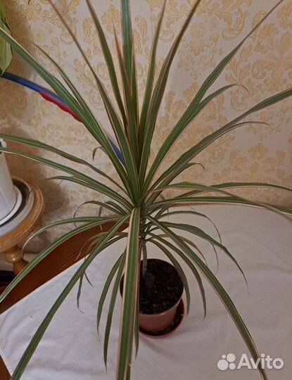 Драцена Маргината трехцветная