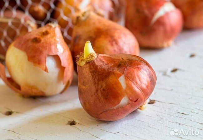 Луковицы тюльпан Голландия (после выгонки)