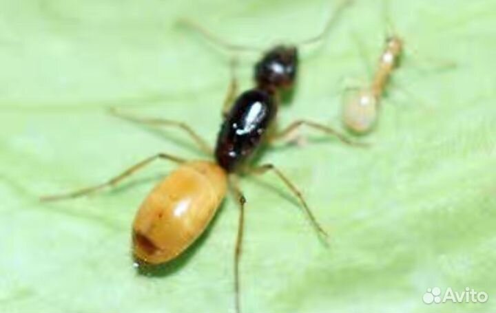 Экзотические муравьи