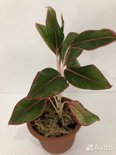 Аглаонема,сансевиерия,папоротник