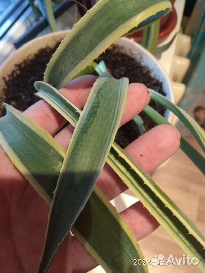 Агава пестролистная