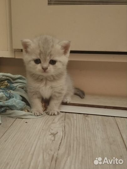 Кошки
