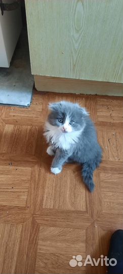 Кошечка в добрые руки
