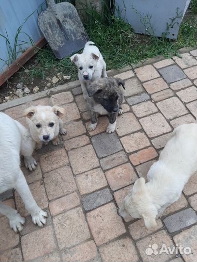 Щенок в добрые руки