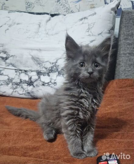 Британские котята