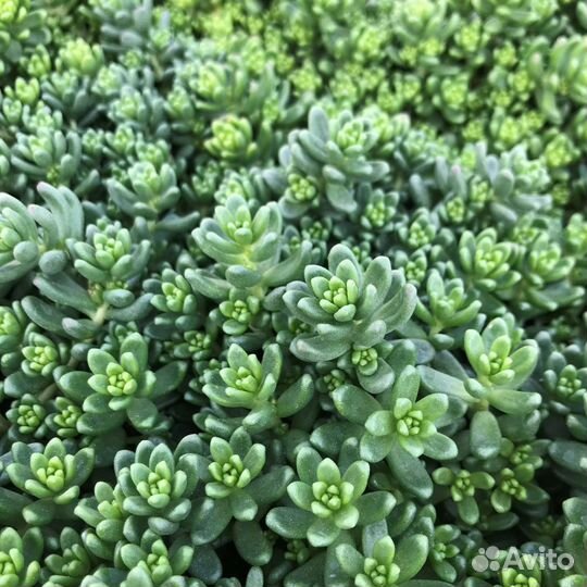 Растения для сада