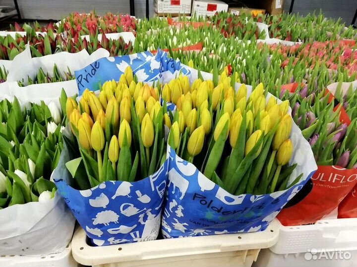 Тюльпаны оптом