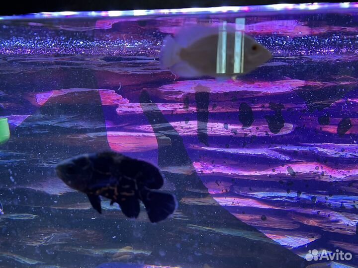 Астронотусы