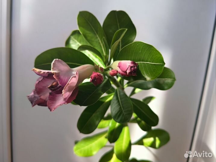 Цветущие адениумы