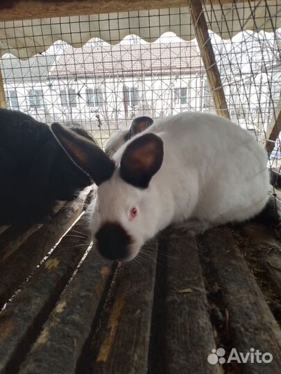 Кролик французский баран,калифорнийцы