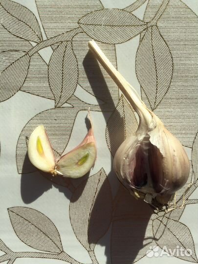 Озимый чеснок