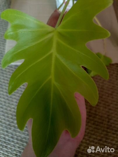 Филодендрон,маранта,алоказия