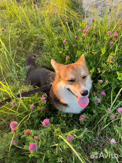 Вязка корги