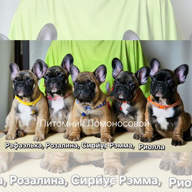 Французский бульдог, щенок