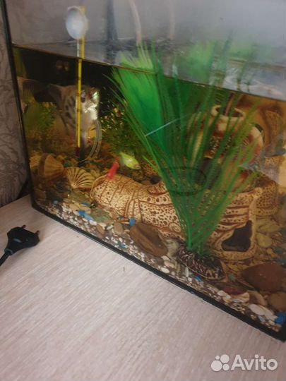 Аквариум