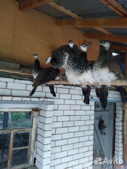 Павлины индийские. Яйца инкубационные