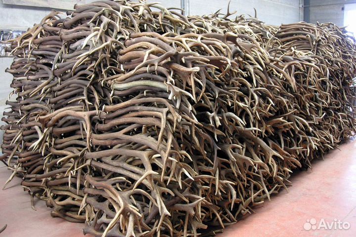 Рога лося, оленя. Прайс по ценам