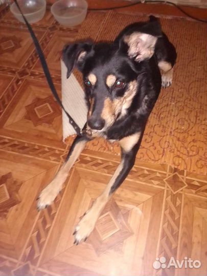 Собака в добрые руки