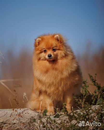 Щенок шпица