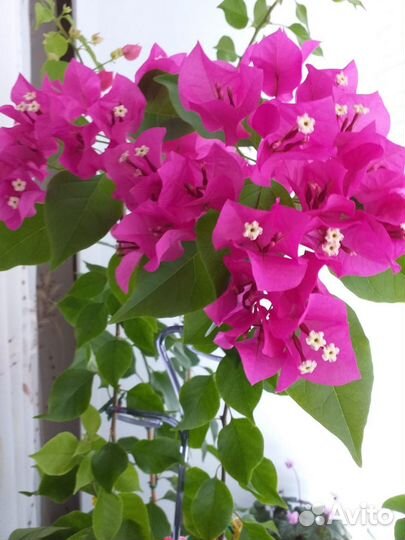 Бугенвилия