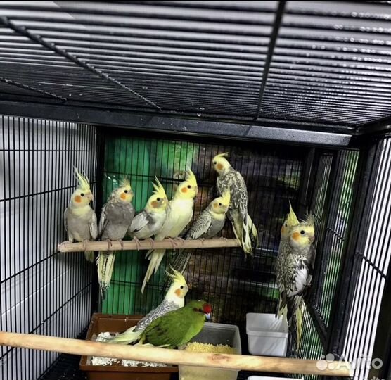 Попугай корелла птенец