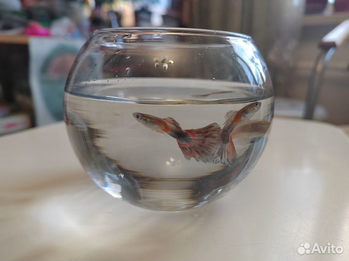 Аквариумные рыбки гуппи