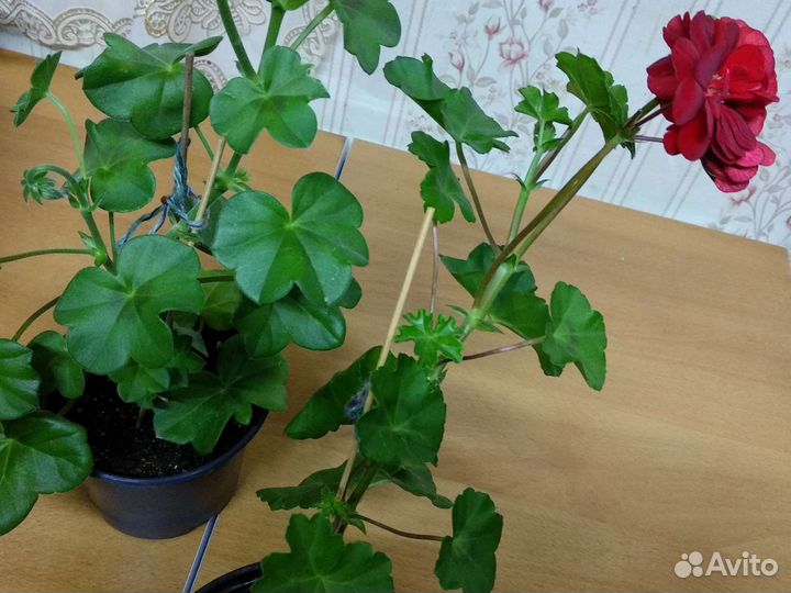 Герань плющелистная и ампель