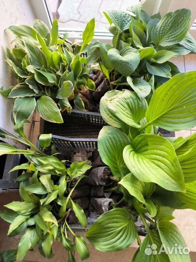 Хоста растение