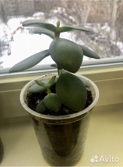 Толстянка (Крассула)