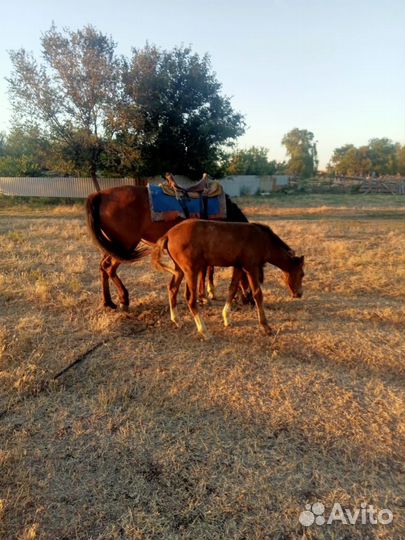Лошадь с жеребенком, коровы 4шт
