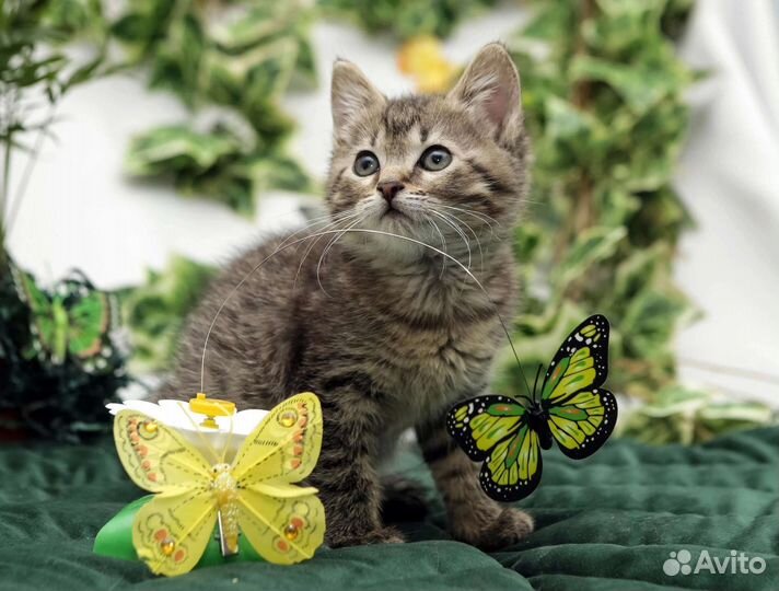 Котенок в добрые ручки