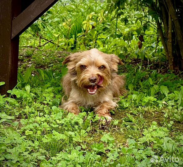 Вязка йорк шоколад