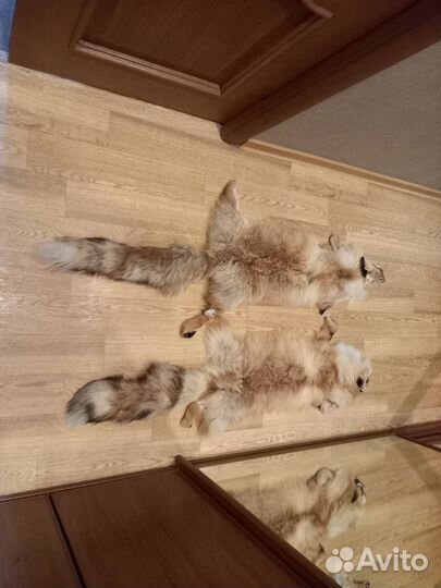 Шкурки лисы