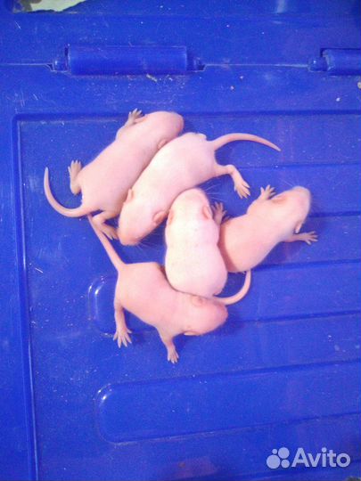 Голыши, мыши кормовые