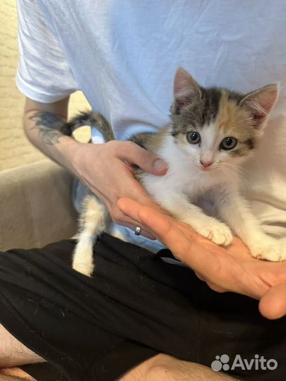 Трехцветный котенок девочка
