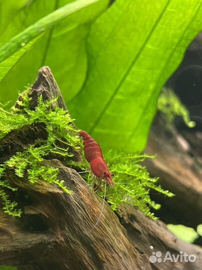 Креветка вишня