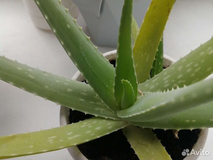 Алоэ вера 2, 5 года