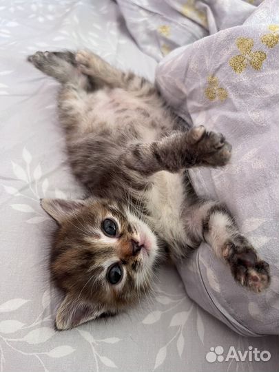 Умная кошечка