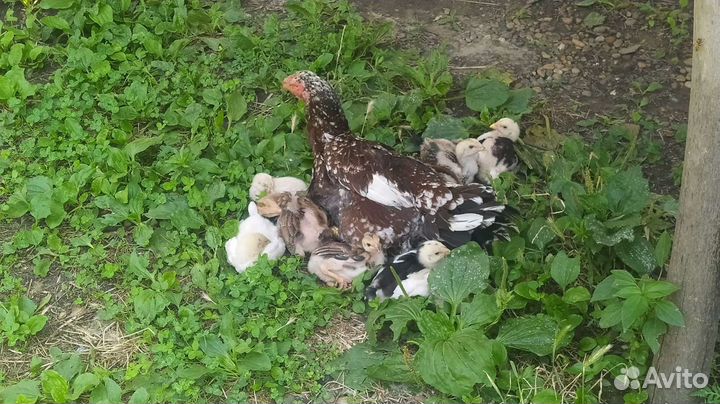 Бойцовые петухи Шамо