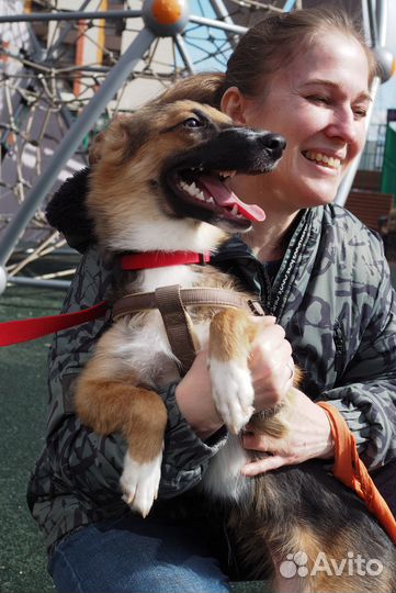 Альфа ищет дом и хозяина, в добрые руки собака