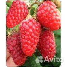 Малина зимостойкая