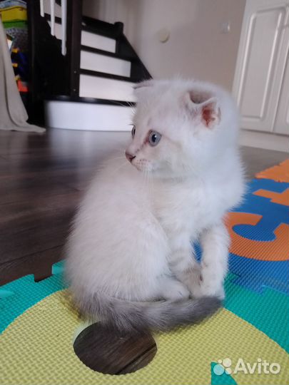 Крохи котики шотландцы