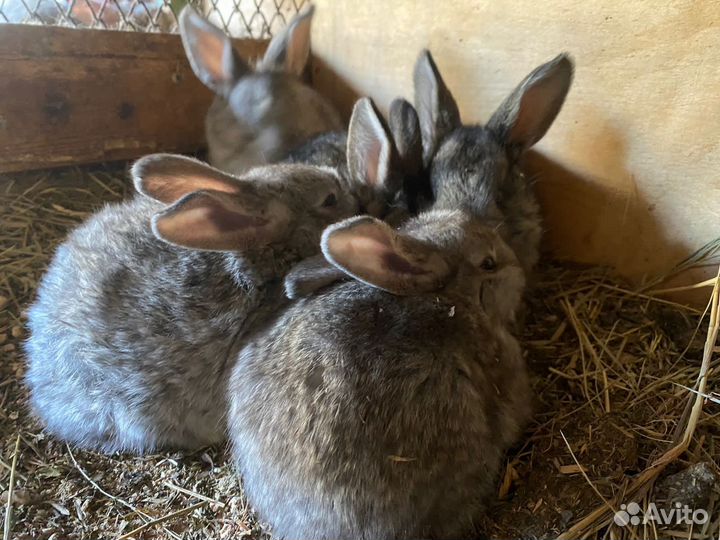 Продам кроликов