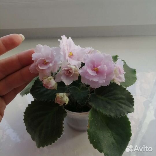 Фиалки на цвету, Спатифиллум Шопена