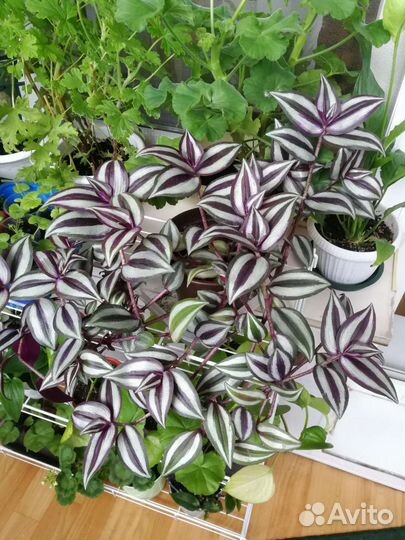 Традесканция Зебрина