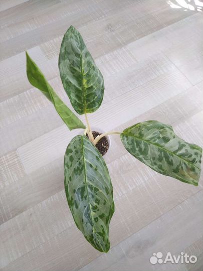 Аглаонема Павлин