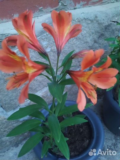 Альстромерия